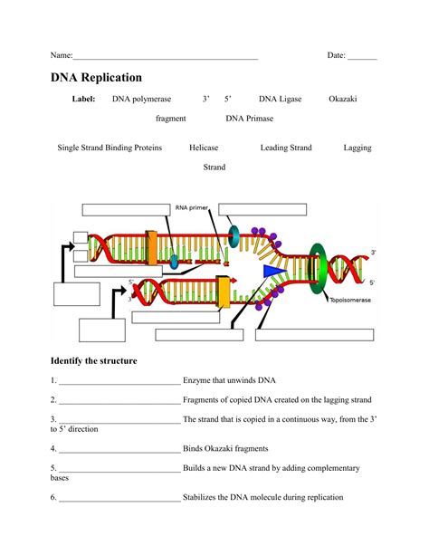 DNA REPLICATION WORKSHEET